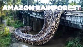 Download lagu Amazon Rainforest: Most Dangerous Jungle on Earth – What They Found in the Depths mp3 Download lagu Amazon Rainforest: Most Dangerous Jungle on Earth – What They Found in the Depths mp3