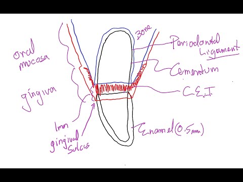 Periodontal Disease in Dogs & Cats; Part 1. Normal anatomy & progression of disease