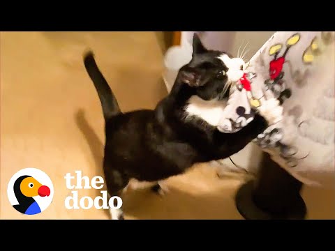 Cat Does Not Like When Mom's Boyfriend Comes Over | The Dodo Cat Crazy