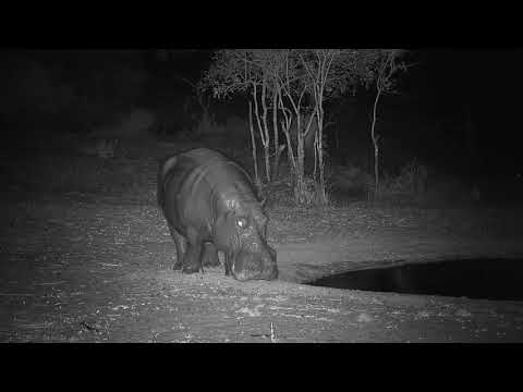 Djuma: Hippo gets out of pan for fresh drink of water-then leaves - 03:46 - 10/23/19