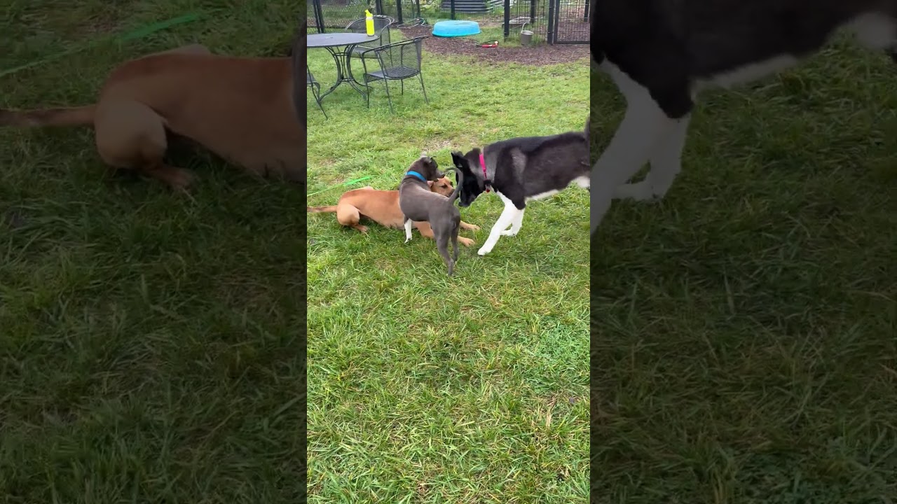 Enlarge Deano, a Adoptable mixed breed in Wheeling, IL video 6/6