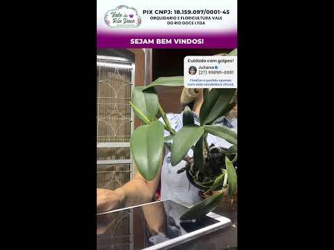 🌺 LIVE de Orquídeas | Novidades e Promoções | Orquidário Vale do Rio Doce