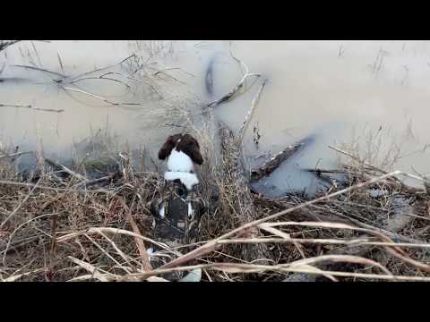 download lagu mp3 mp4 Springer Spaniel Hunting, download lagu Springer Spaniel Hunting gratis, unduh video klip Springer Spaniel Hunting