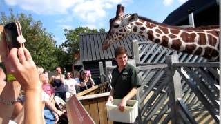 preview picture of video 'Our trip to Colchester Zoo Sept 2014'