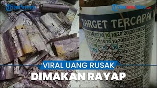 Viral Video Uang Kertas yang Ditabung Rusak Dimakan Rayap hingga Tak Berbentuk