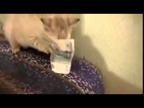 Funny Cat Refuses to Return My Money
