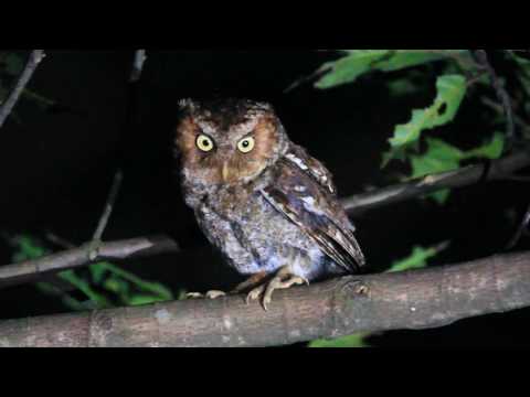 Otus spilocephalus hambroecki — Taiwan