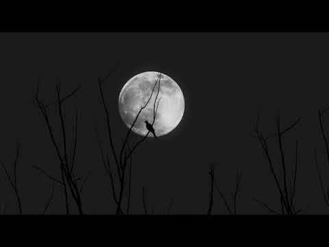 Murió al amanecer - Marta Gómez