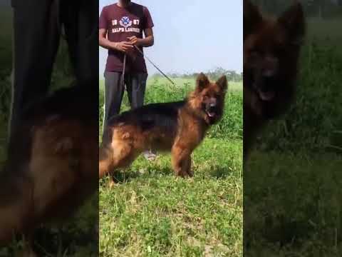GSD dog lovers⚠️ : dog 🐶video whatsapp status | #doglover #views #trending #shorts #youtube #reels
