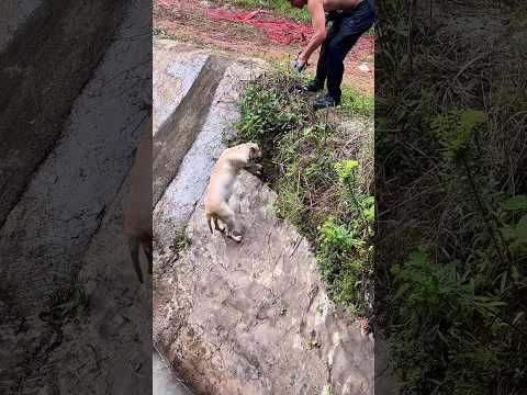 Hero passerby rescues dog trapped