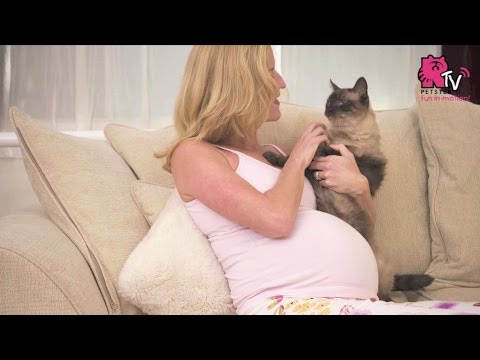 Does keeping a cat actually affect your pregnancy?