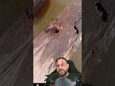 Amblipígio bebendo água, registrado em Nova Crixás GO #biologohenrique #animais #biologo