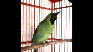 Download lagu Cucak Ijo Suara Ngeplong mp3
