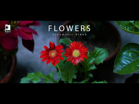 Beautiful Flowers Cinematic Video With Nikon | Part 3 | Flower cinematic video editing