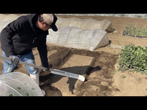  2023年春の月に合わせて大根の種まきはいつ？成功するにはどうすればよいでしょうか?完全なガイド  庭園