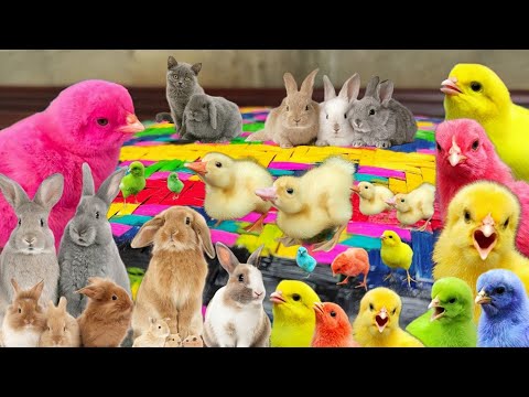 , title : 'Catch Decorative Chickens, Colorful Chickens, Cute Chickens, Rabbits, Small Ducks, Cute Animals #08'