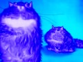 Spiffy Pictures Fat Cats Chorded
