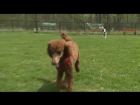 Experts warn of tick problem in Northeast Ohio - WKBN 27-04-2017