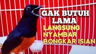 Download lagu PANCINGAN MURAI BATU bikin Emosi jadi NYAUT GACOR ikut bunyi nyaut BONGKAR MATERI ISIAN  mp3