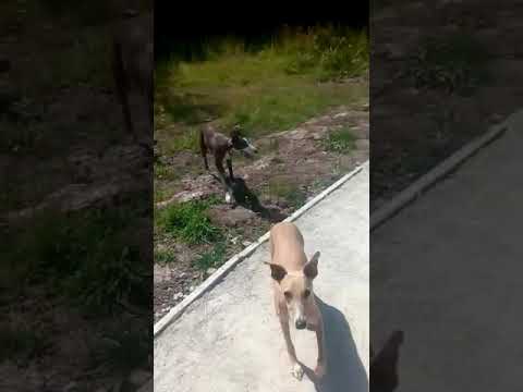 Batson's Happy Dogs video.