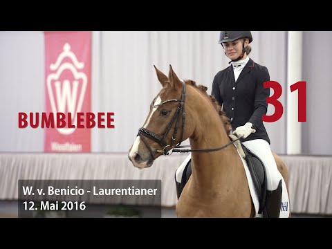 31 Bumblebee Wallach v. Benicio - Laurentianer