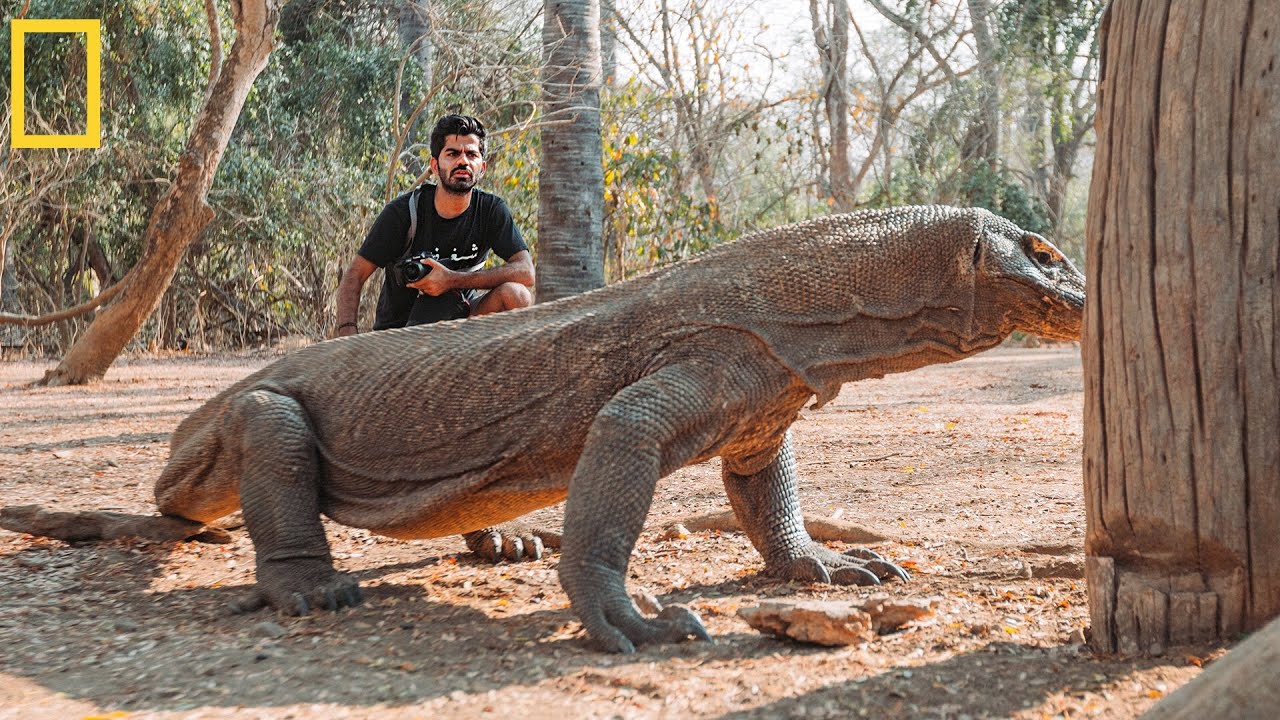 Face to face with Largest Lizard on Earth | The Komodo Dragon