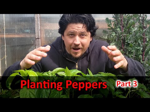 Starting Pepper Seeds Indoors How When and Why Part 1 of 3