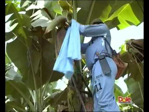 Dole - How do bananas grow?