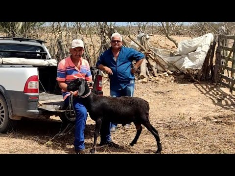 VENDI UM BERGANÊS PARA CIDADE DE  MONTANHAS RIO GRANDE DO NORTE E TEMOS MAIS PARA A VENDA