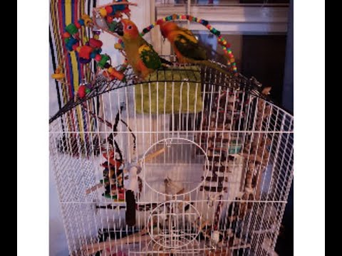 Jaulas para loros y guacamayos