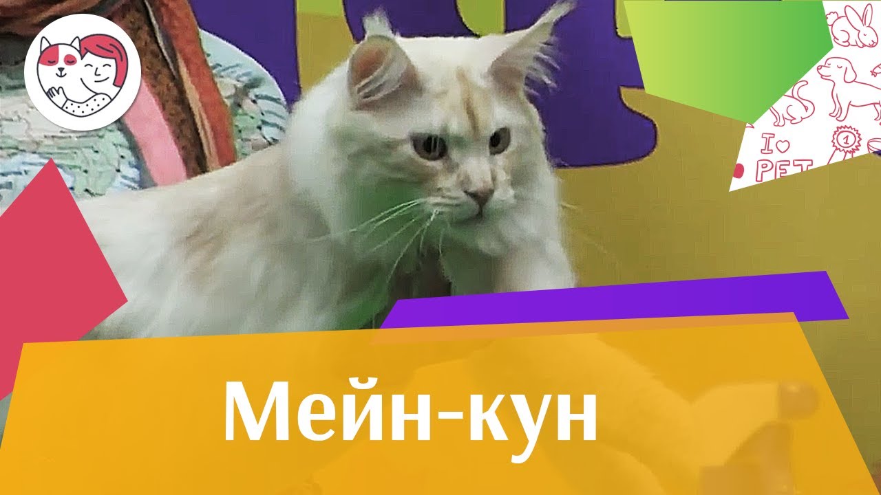 Мейн кун Характер на ilikepet