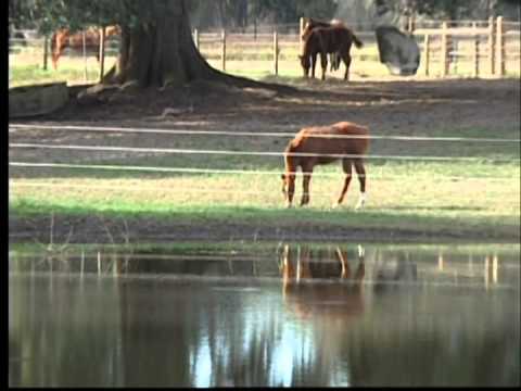YouTube video about: How to install electric fence for horses?