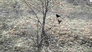 preview picture of video 'Two Random Birds in Vologda [March 16, 2015, 13:30]'