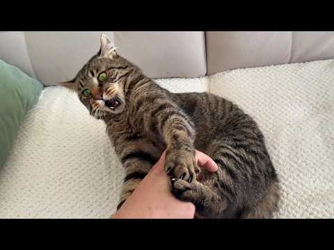 YouTube 썸네일