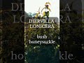 A Native plant list and breakdown. Massachusetts Natives