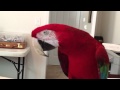 Macaw Ms. Magoo says "Hello"