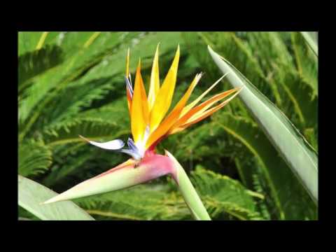 גני רמת הנדיב אומרים נעים מאד לואי עלי Ramat anadiv gardens-  Naim Meod Loai- Loai Ali