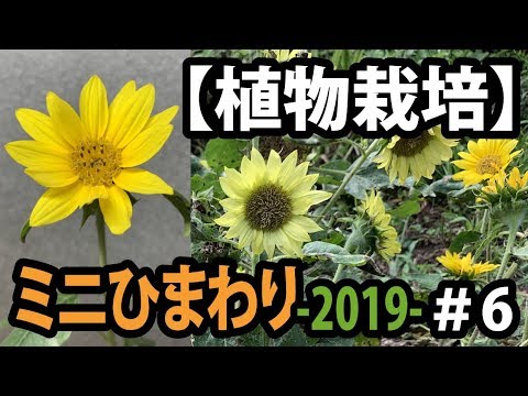 , title : '【植物栽培】ミニひまわり －2019－ #６'