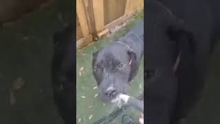 Video preview image #1 Mastiff Puppy For Sale in Pensacola, FL, USA