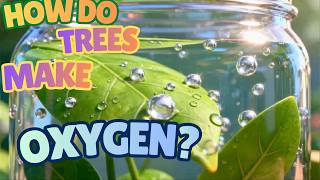 How Do Trees Make Oxygen | Fun Science for Kids
