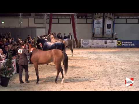 1st Place N.32 SYLVATICA K.A. - Wels 2015 - Int. Jr Fillies Championship (Class 21)