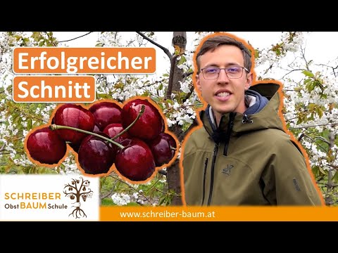 Einfacher Trick zum Kirschbaumschnitt - So bleiben Bäume gesund und verkahlen nicht!