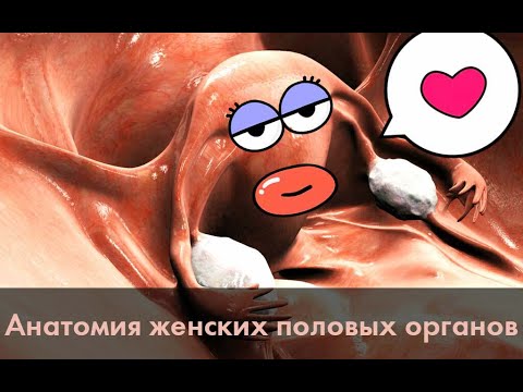 Анатомия женских половых органов