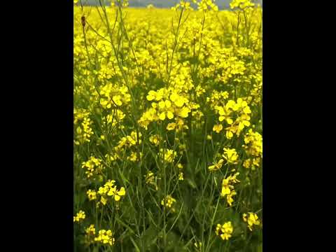 Nature of beauty #shorts