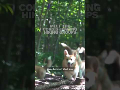 Meet the corgis leading hiking groups