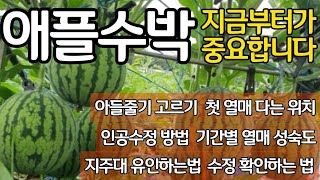 애플수박 재배 지금부터가 중요합니다-아들줄기 유인부터 수확까지 한눈에 보기