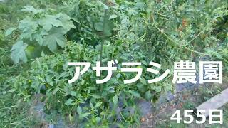 455日 手つかずその2【アザラシ農園】