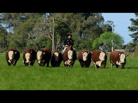 Remate de Produção Estância Tamanca 2025