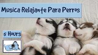 Musica para perros, increible musica para que tu perro tenga dulces sueños