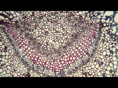 The Ultimate Monocot Leaf Cross Section For College